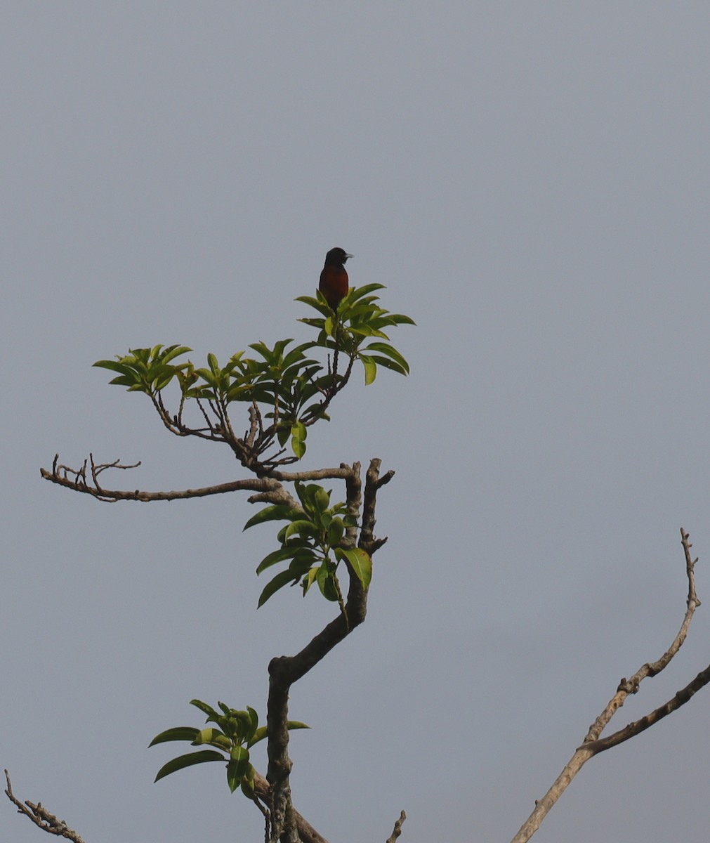 Orchard Oriole - ML607671711