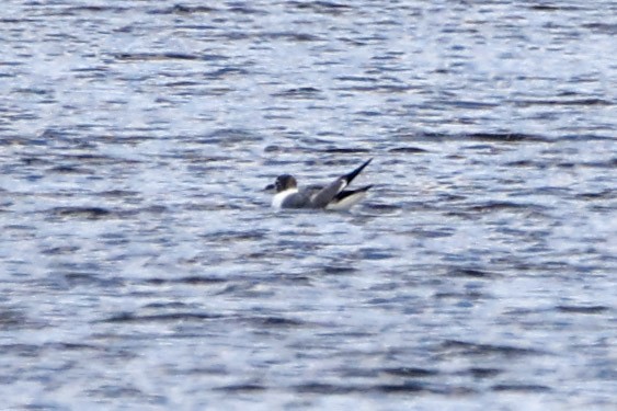 Laughing Gull - ML607672181