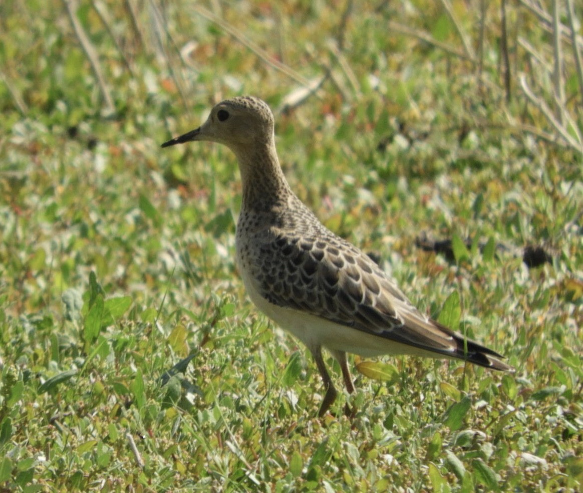 Buff-breasted Sandpiper - ML607672281