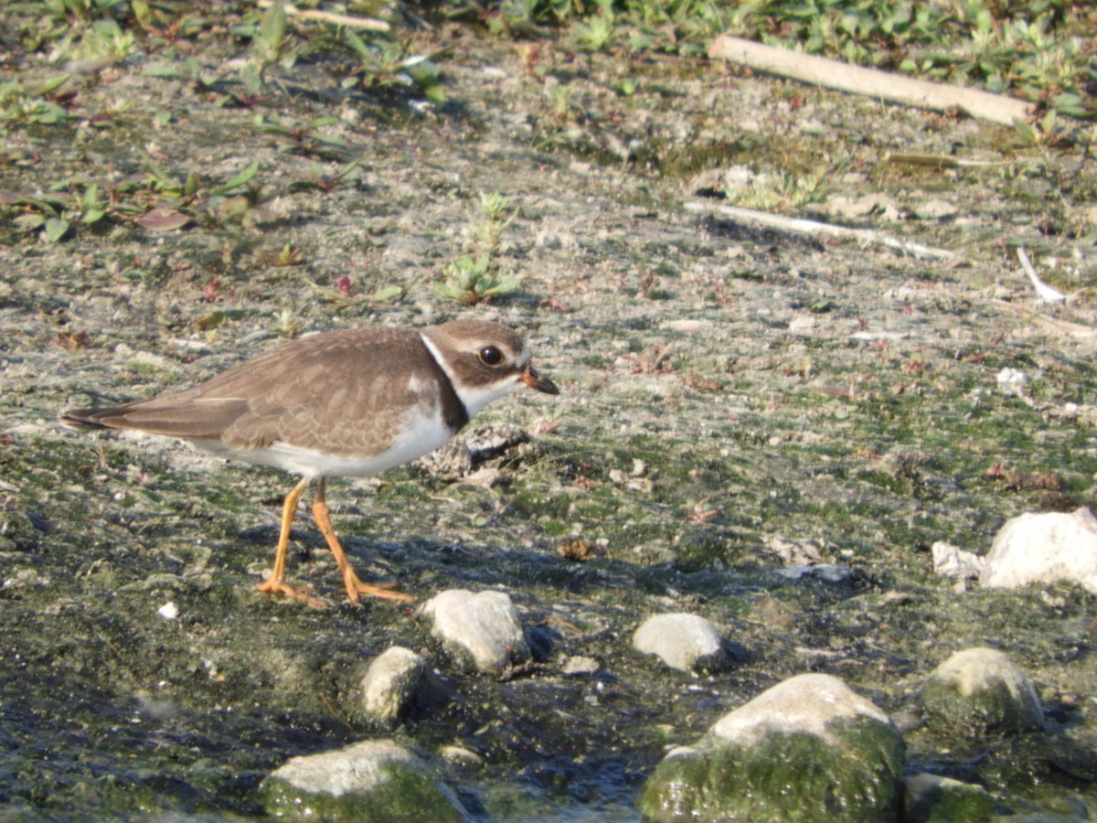 Semipalmated Plover - ML607672831