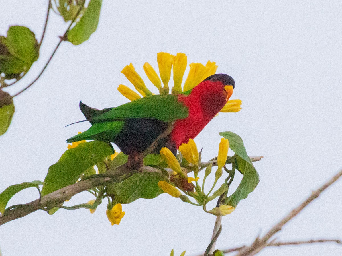 Collared Lory - ML607673501