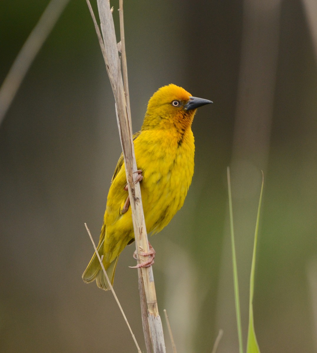 Cape Weaver - ML607673881