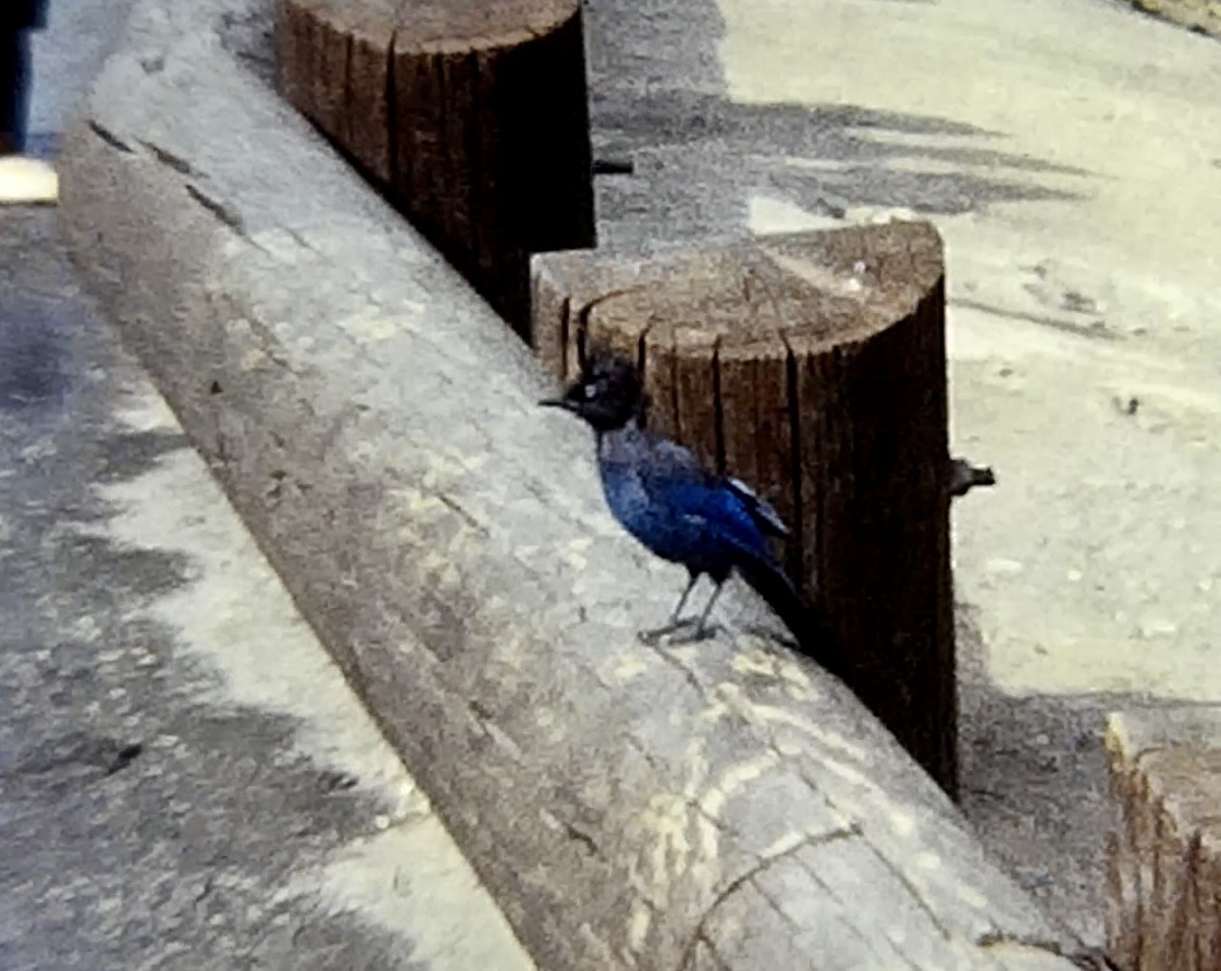 Steller's Jay - ML607674601
