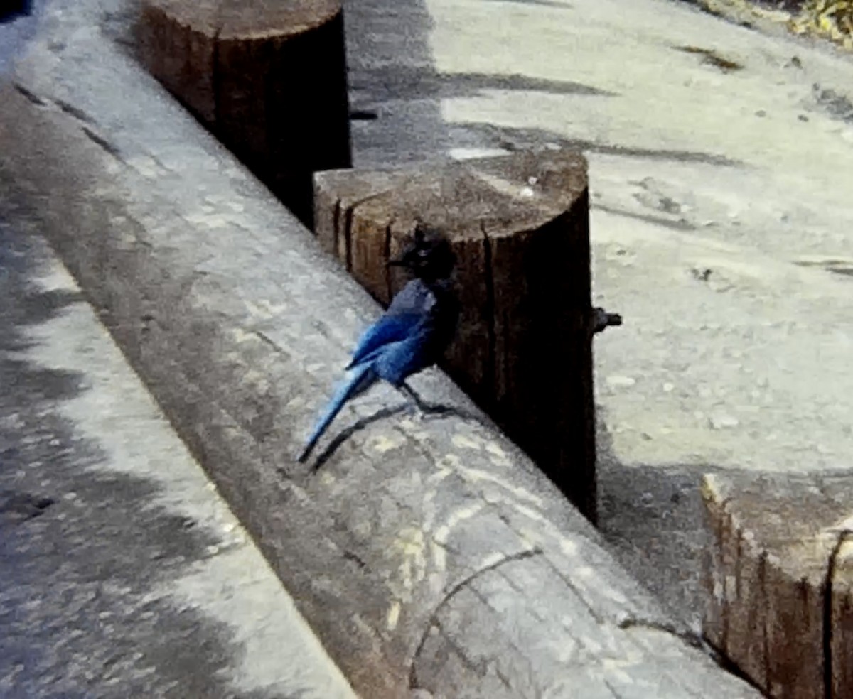 Steller's Jay - ML607674611