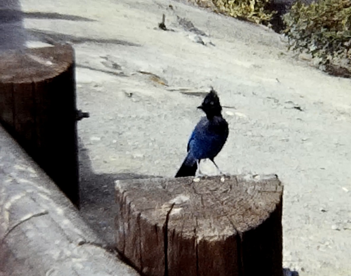 Steller's Jay - ML607674621