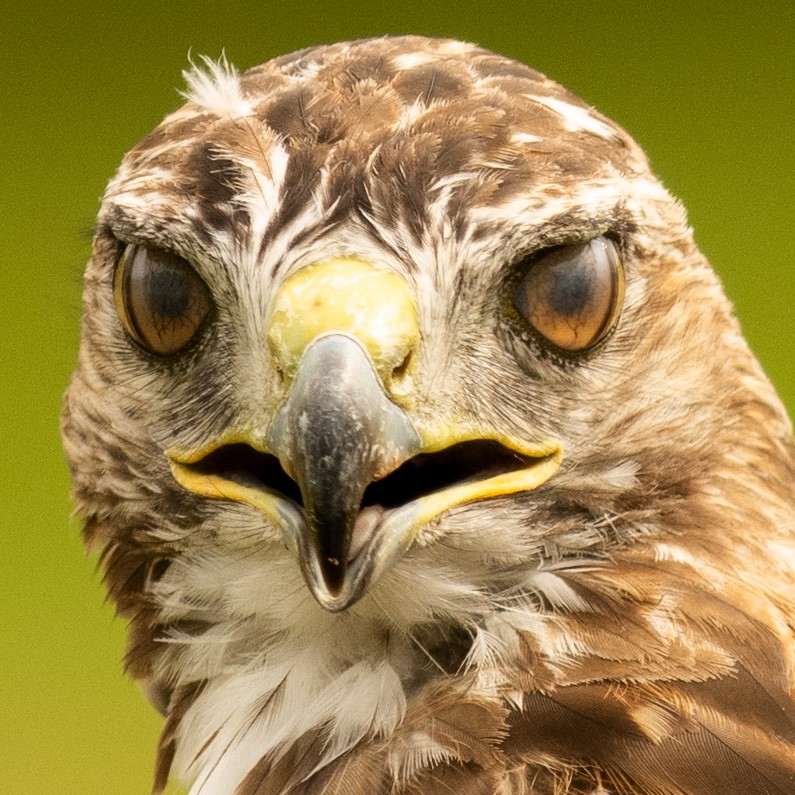 Red-tailed Hawk - ML607674711