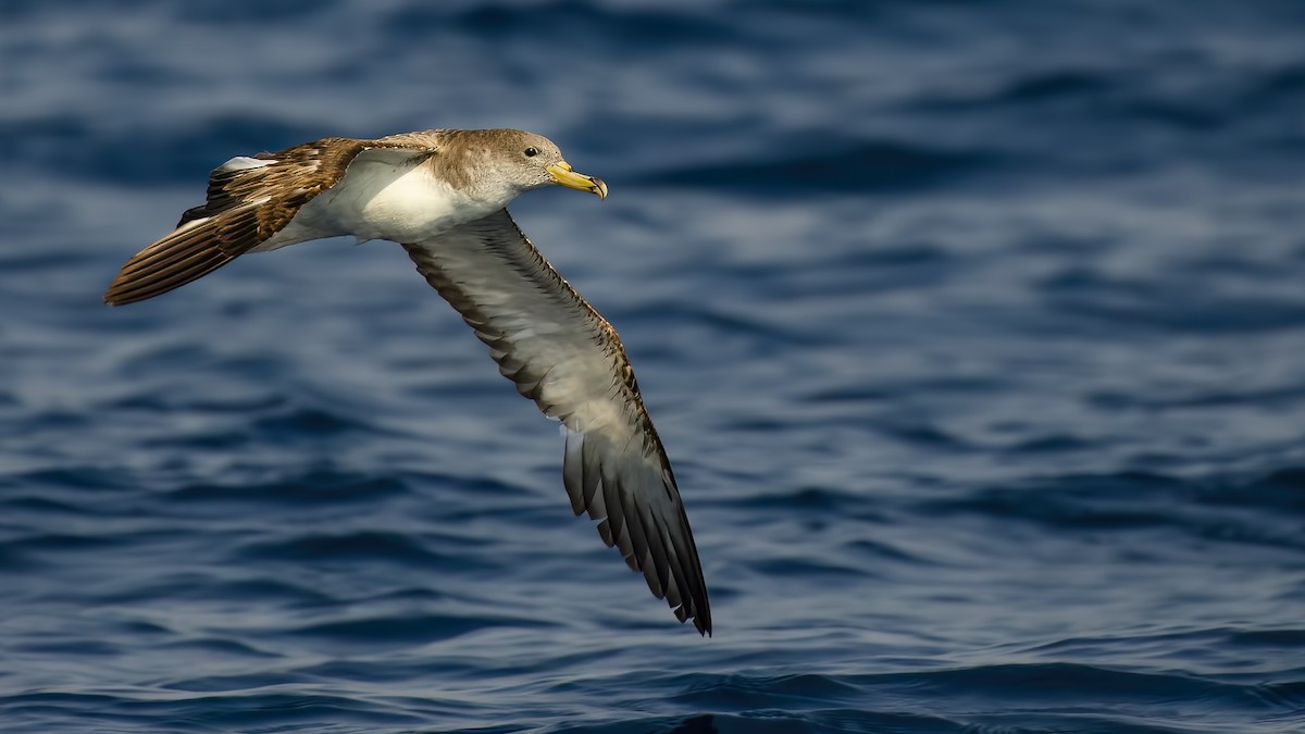 Cory's Shearwater - ML607674771