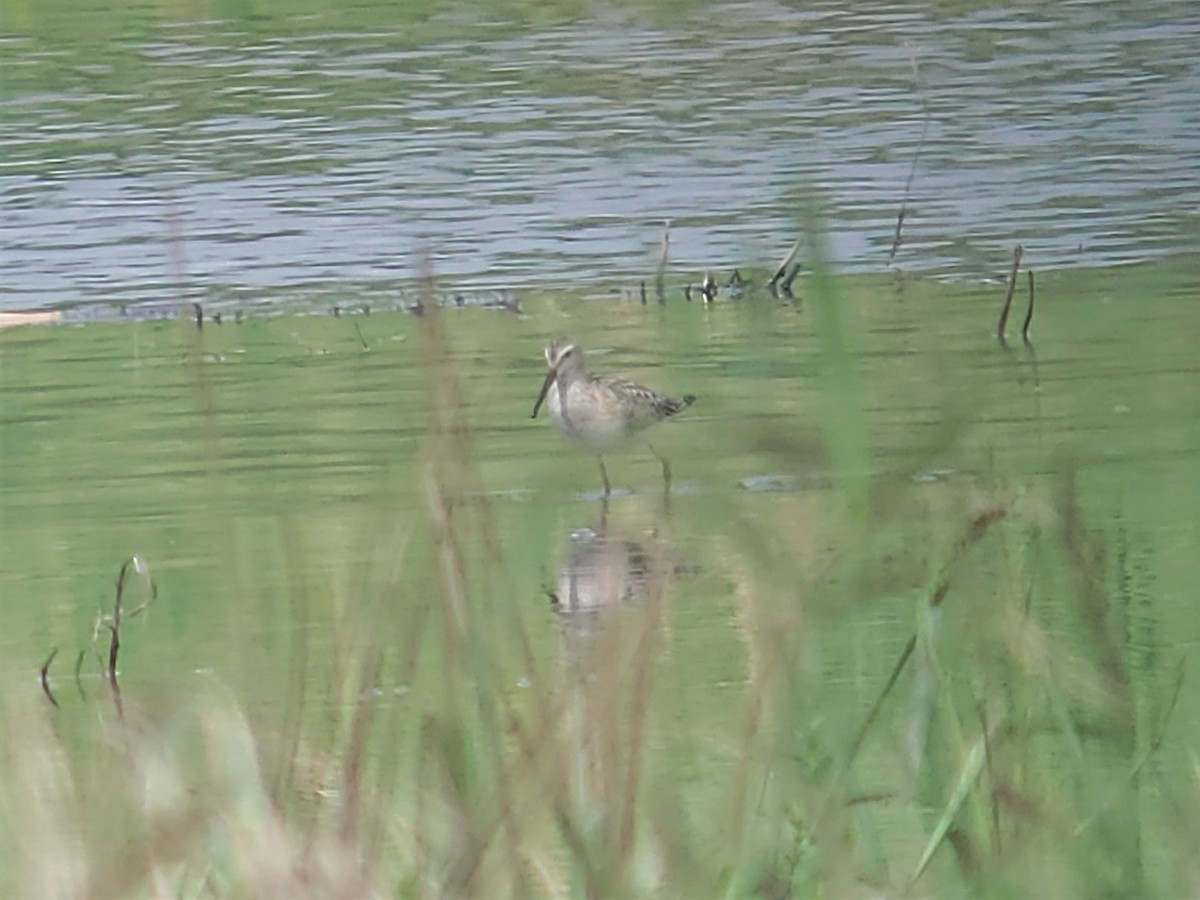 Stilt Sandpiper - ML607675091