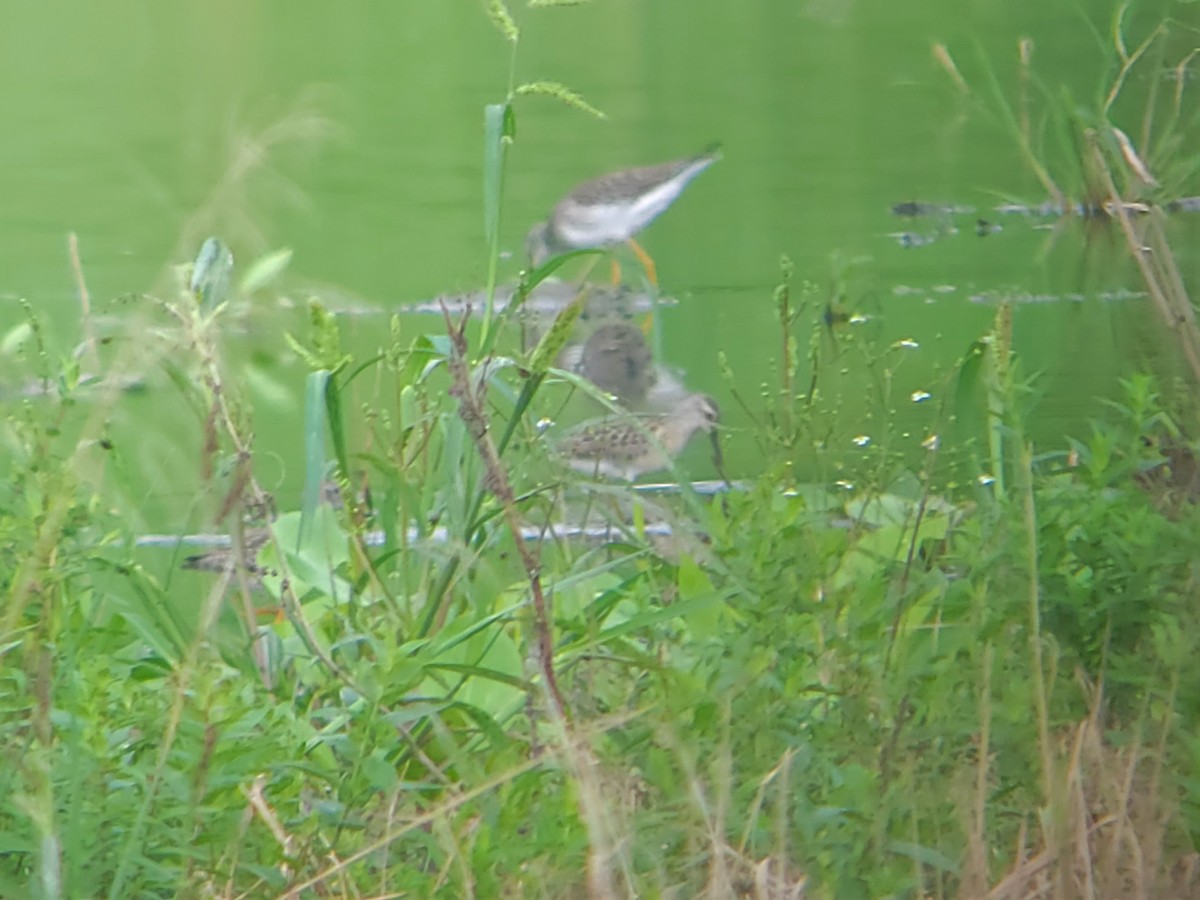 Stilt Sandpiper - ML607675101
