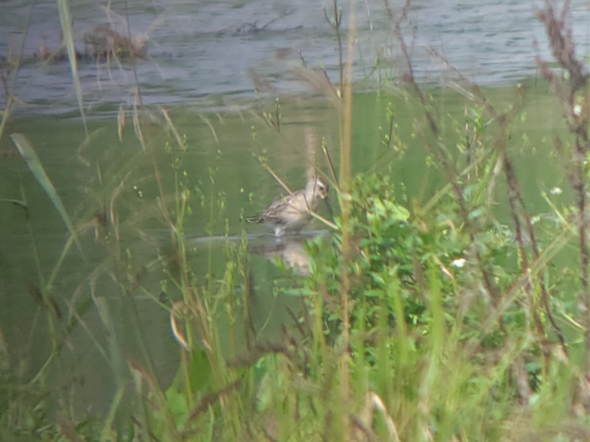 Stilt Sandpiper - ML607675111