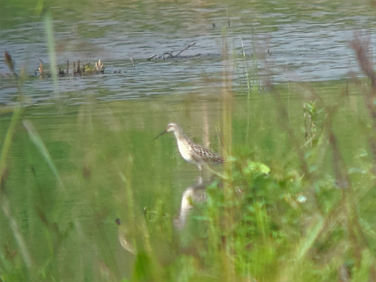 Stilt Sandpiper - ML607675121