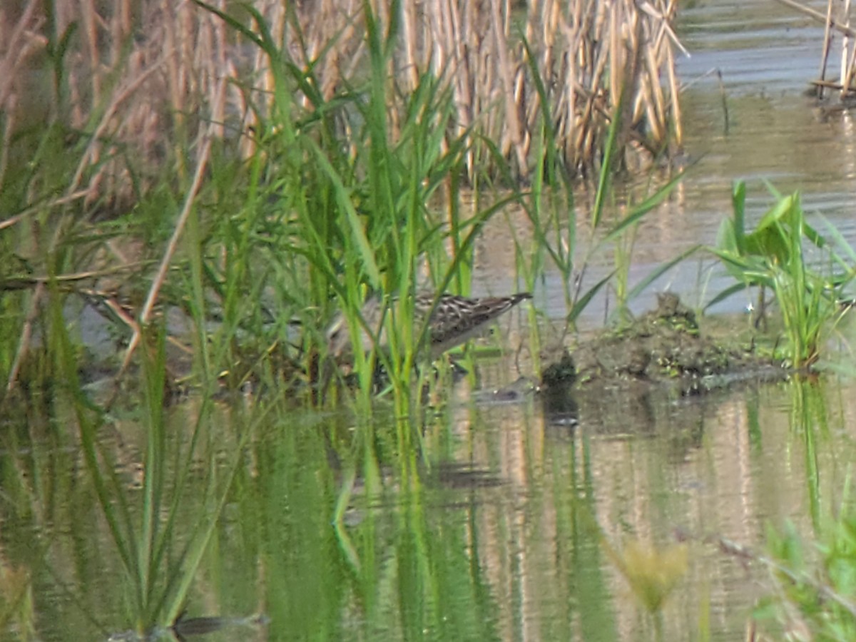 Stilt Sandpiper - ML607675131