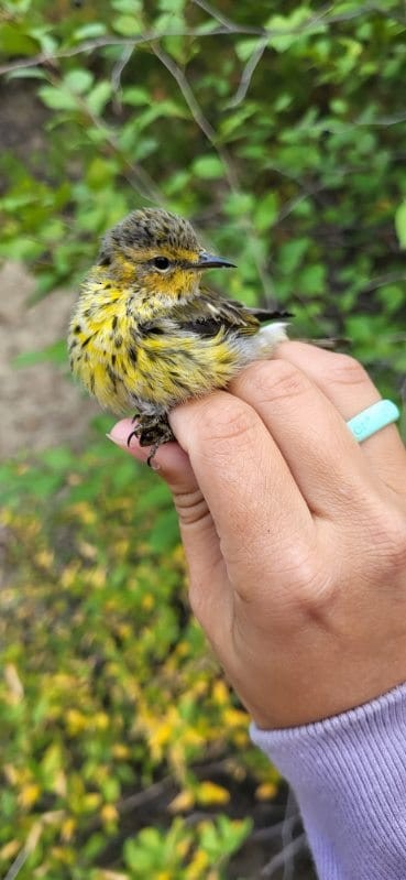 Cape May Warbler - Mackenzie Nature Observatory