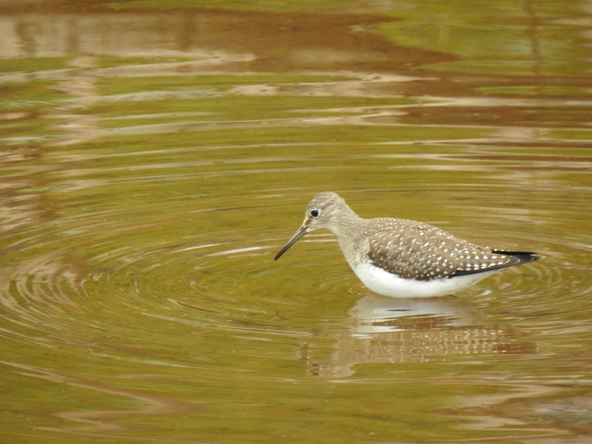 Solitary Sandpiper - ML607676211