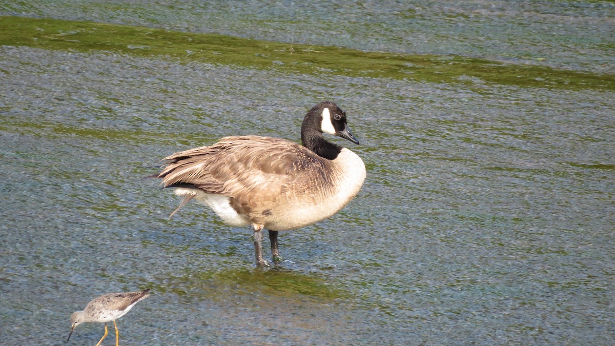 Canada Goose - ML607676261