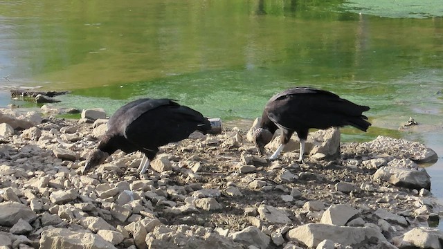 Black Vulture - ML607676441