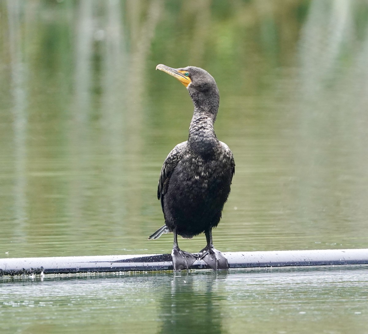 Double-crested Cormorant - ML607676501