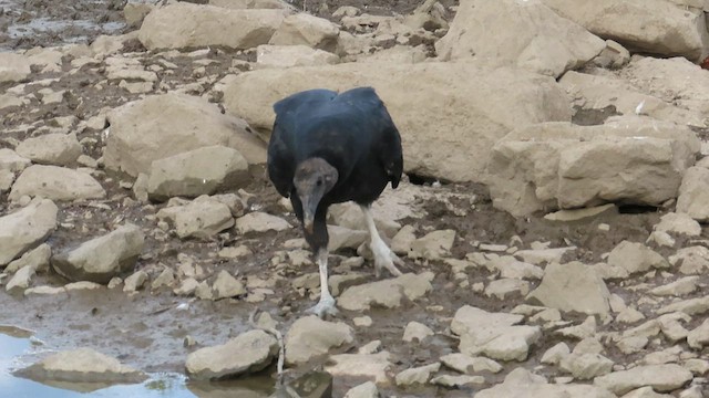 Black Vulture - ML607676521