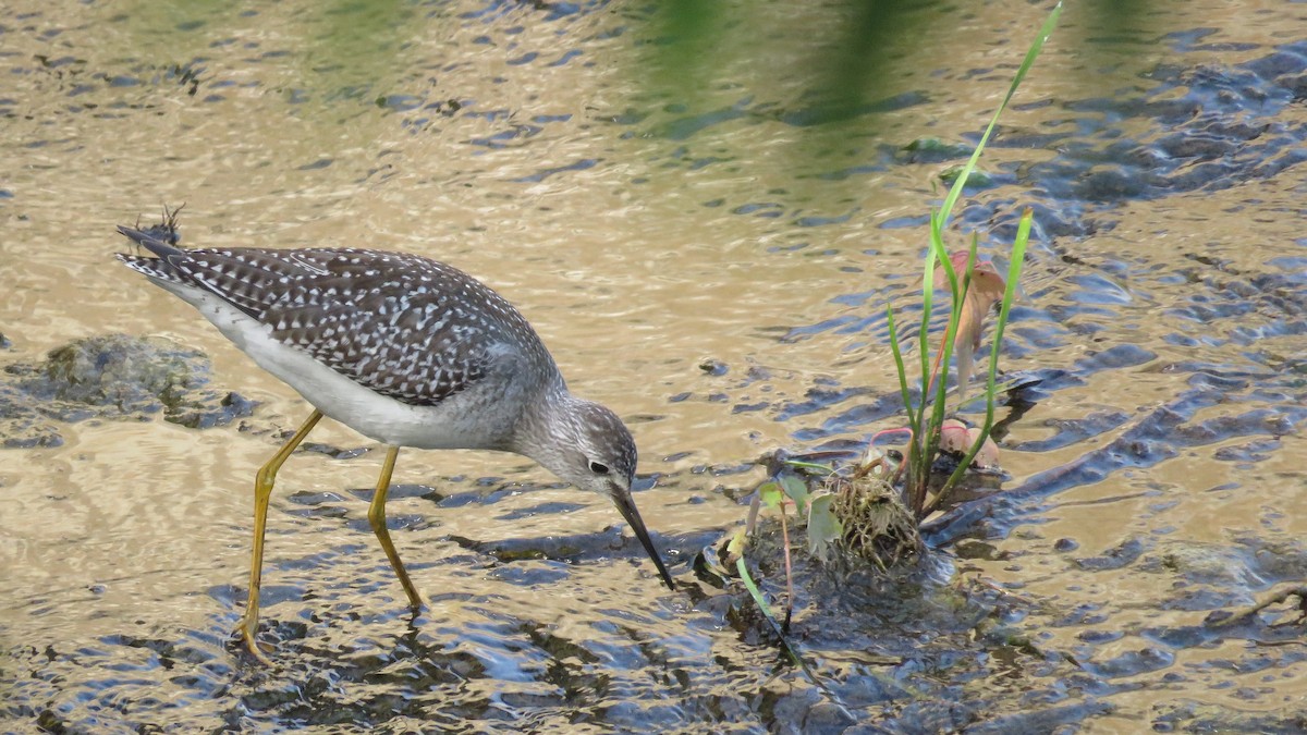 Greater Yellowlegs - ML607676681