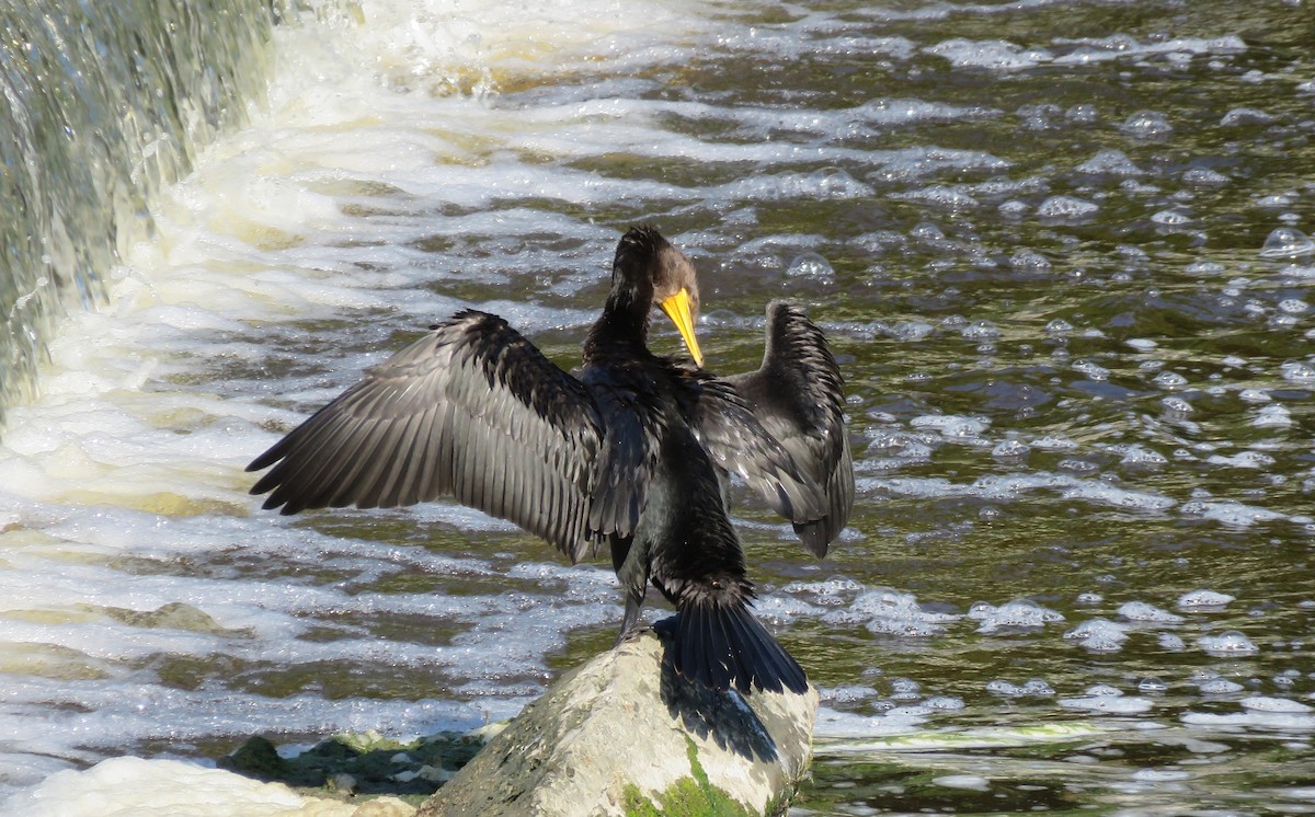 Cormoran à aigrettes - ML607677441