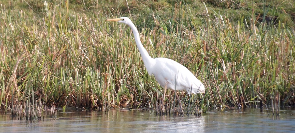 Great Egret - ML607678991