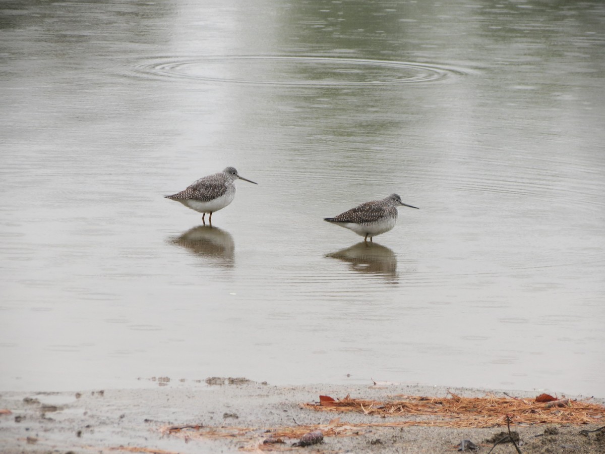 Greater Yellowlegs - ML607679171