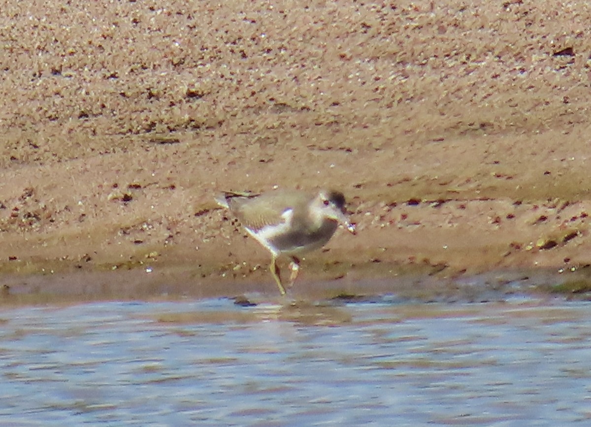 Spotted Sandpiper - Merri R