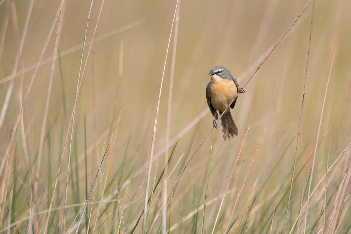 Long-tailed Reed Finch - ML607679481