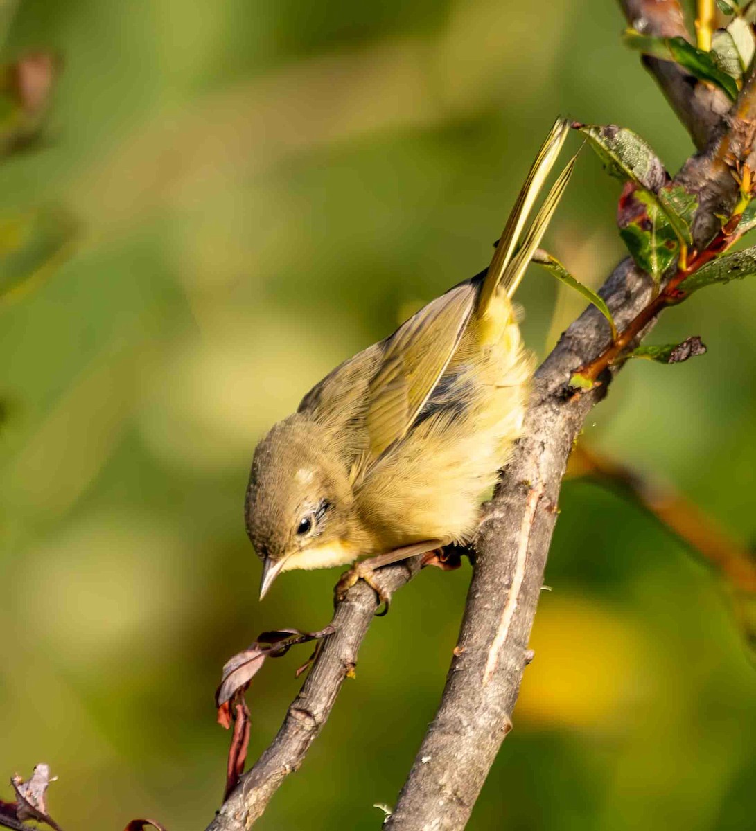 Common Yellowthroat - ML607680511