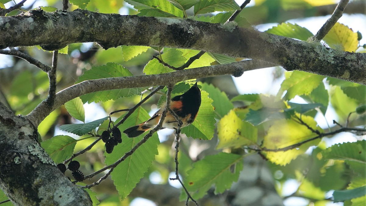 American Redstart - ML607681161