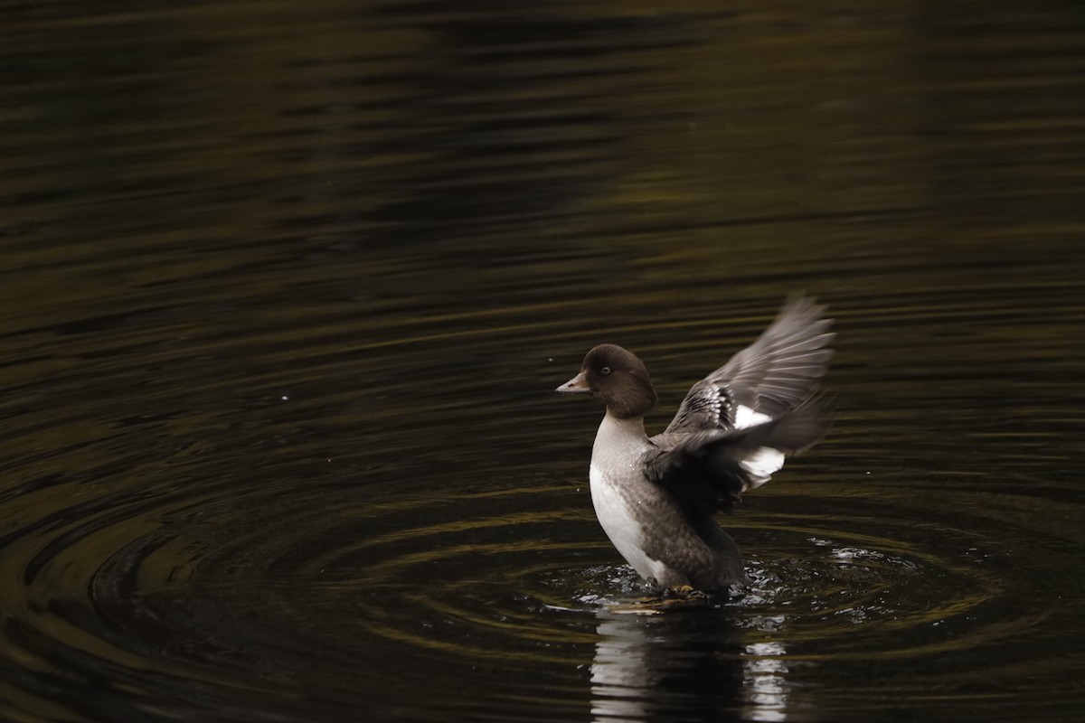 Barrow's Goldeneye - Aiden Kenefick