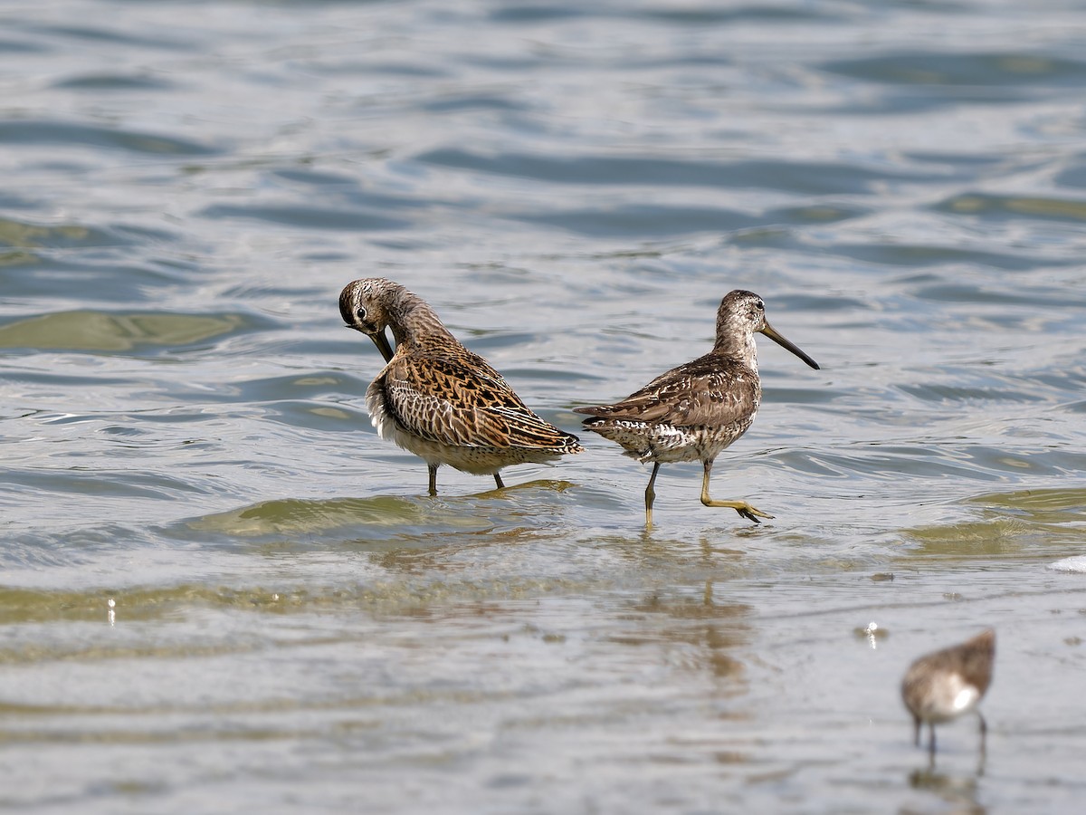 Short-billed Dowitcher - ML607682321