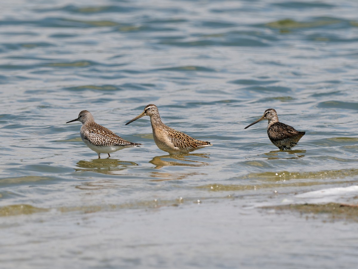 Short-billed Dowitcher - Daniel Schlaepfer