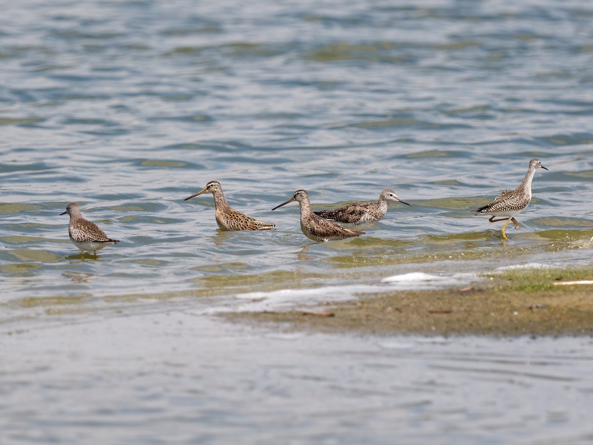 Short-billed Dowitcher - ML607682341