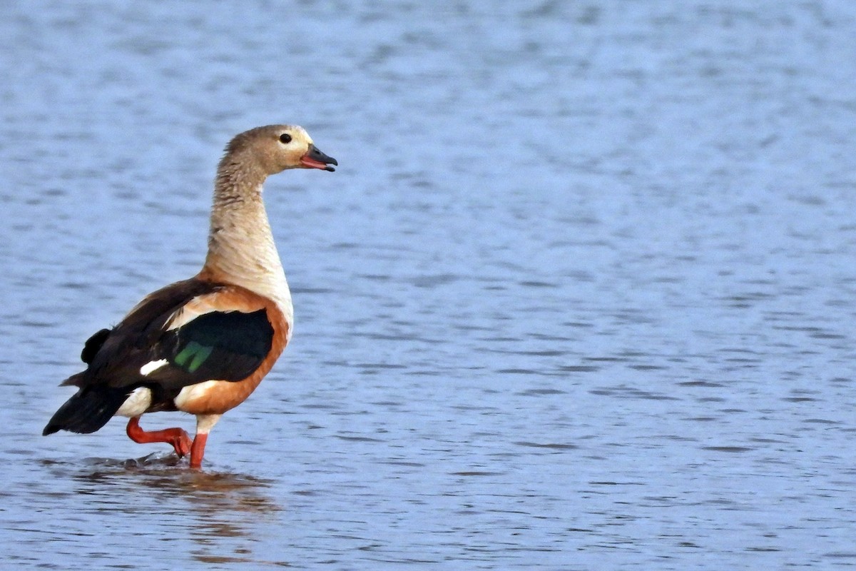 Orinoco Goose - ML607684171