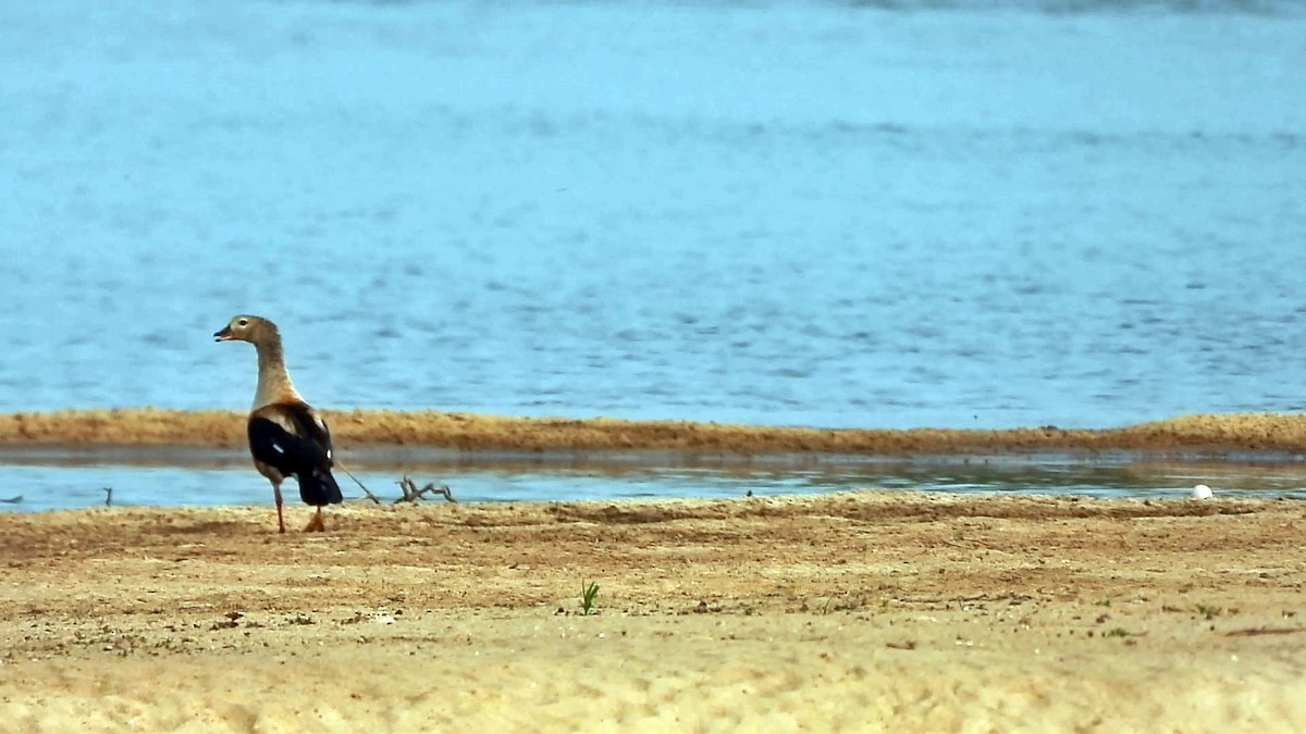 Orinoco Goose - ML607684191