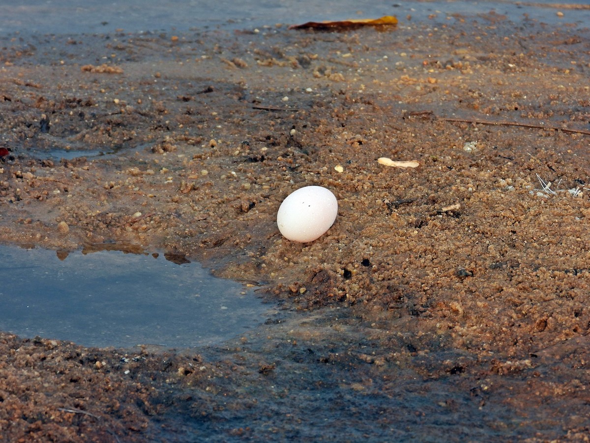 Orinoco Goose - ML607684201