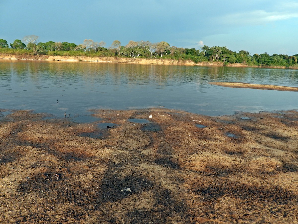 Orinoco Goose - ML607684221