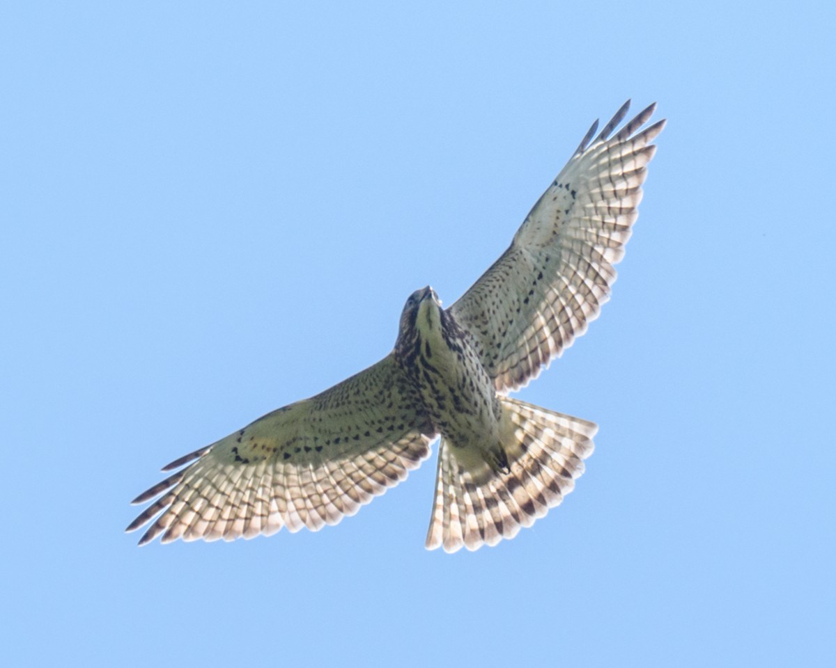 Broad-winged Hawk - ML607684851