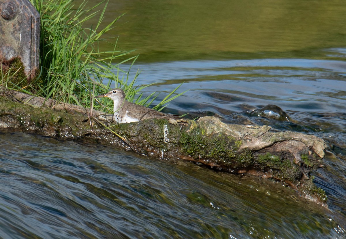 Spotted Sandpiper - ML607685281