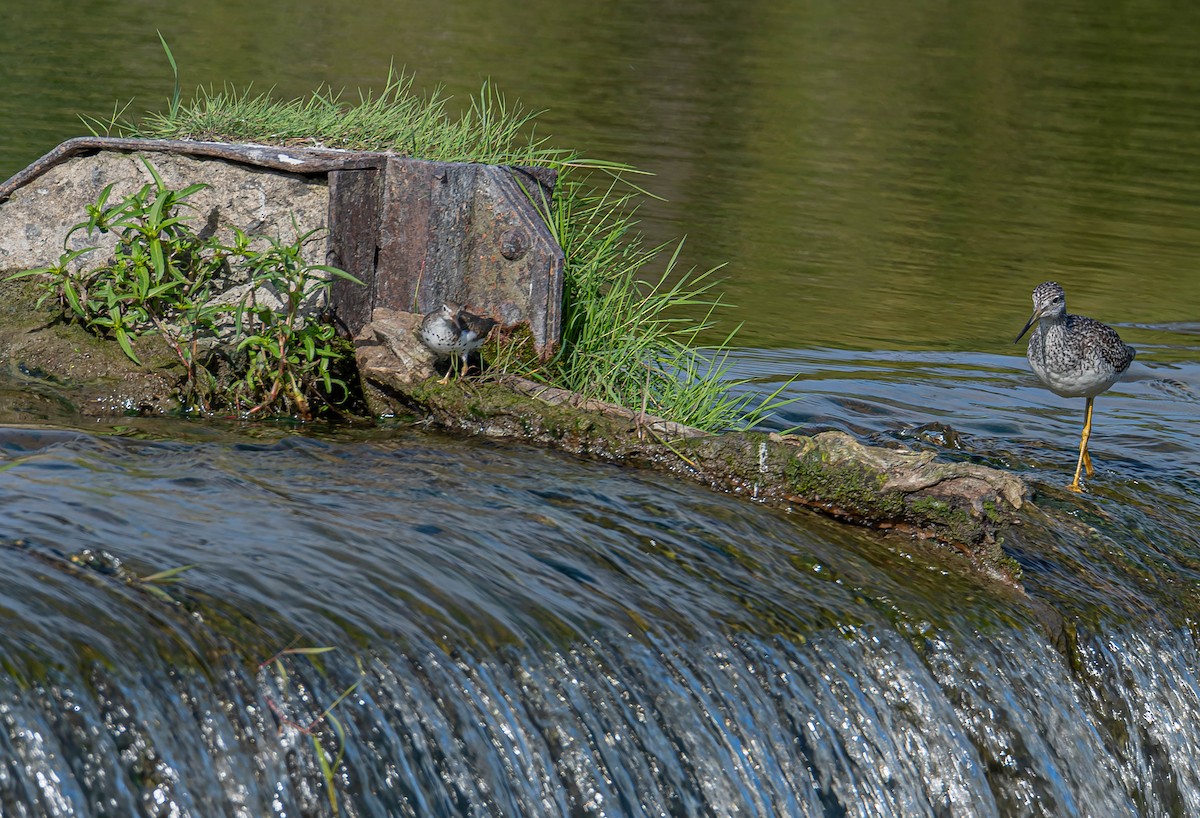 Spotted Sandpiper - ML607685291