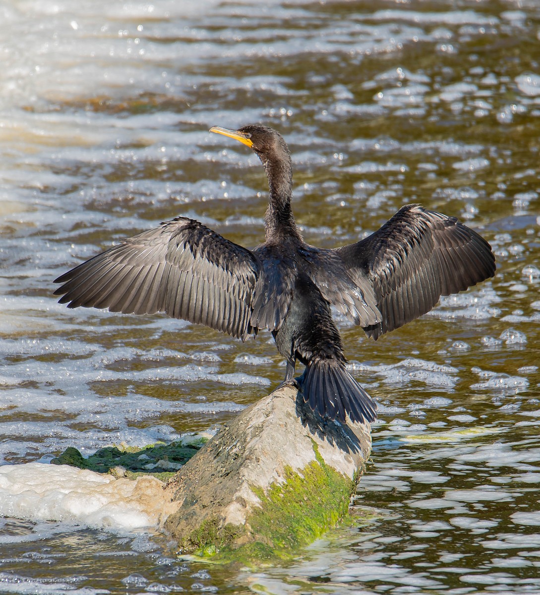 Cormoran à aigrettes - ML607685751