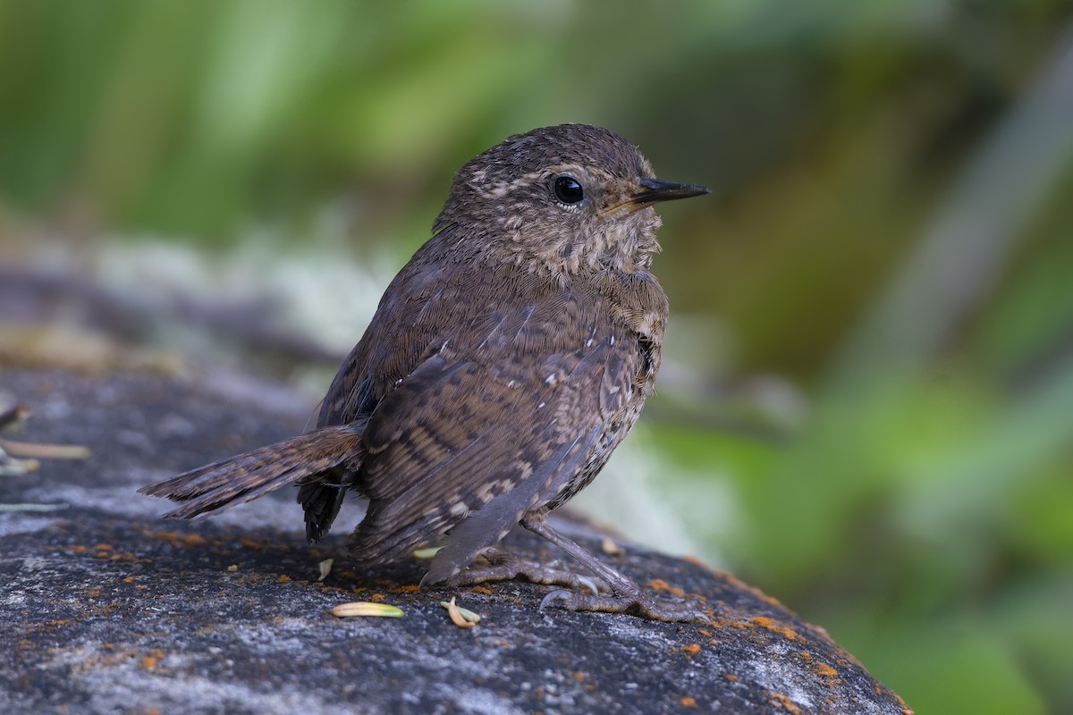 Pacific Wren - Jeff Maw