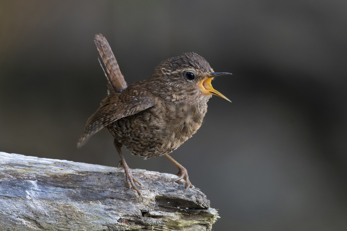 Pacific Wren - Jeff Maw