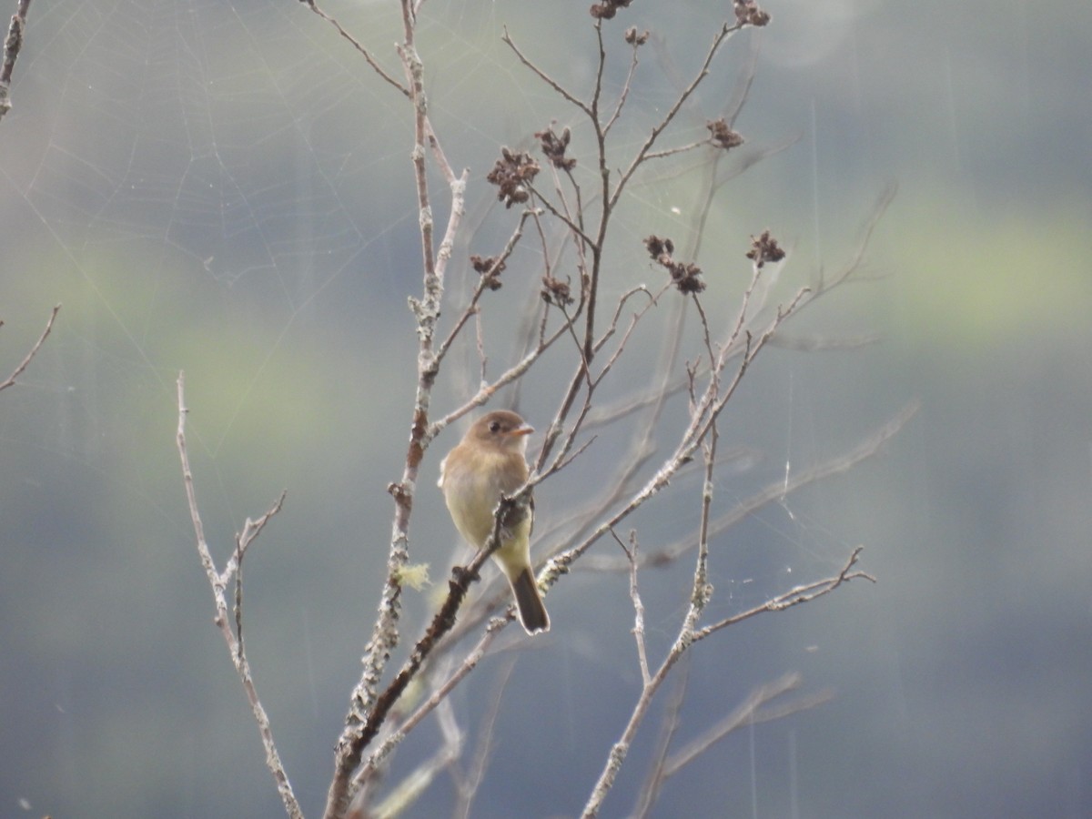 Yellow-bellied Flycatcher - ML607686701