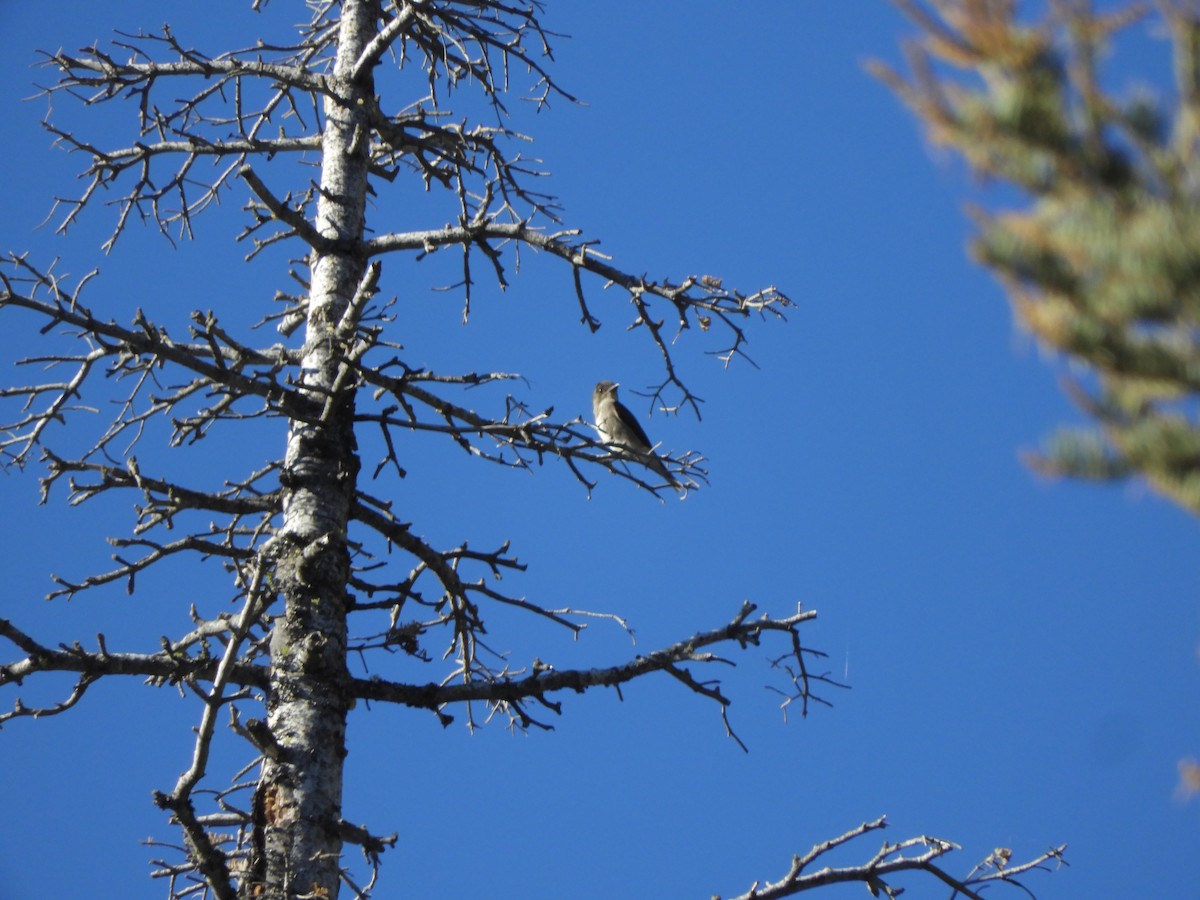 Olive-sided Flycatcher - ML607687001