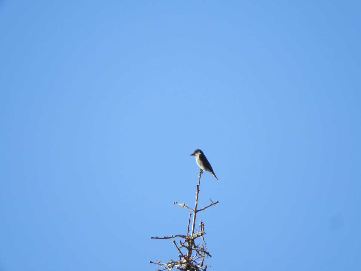 Olive-sided Flycatcher - ML607687061