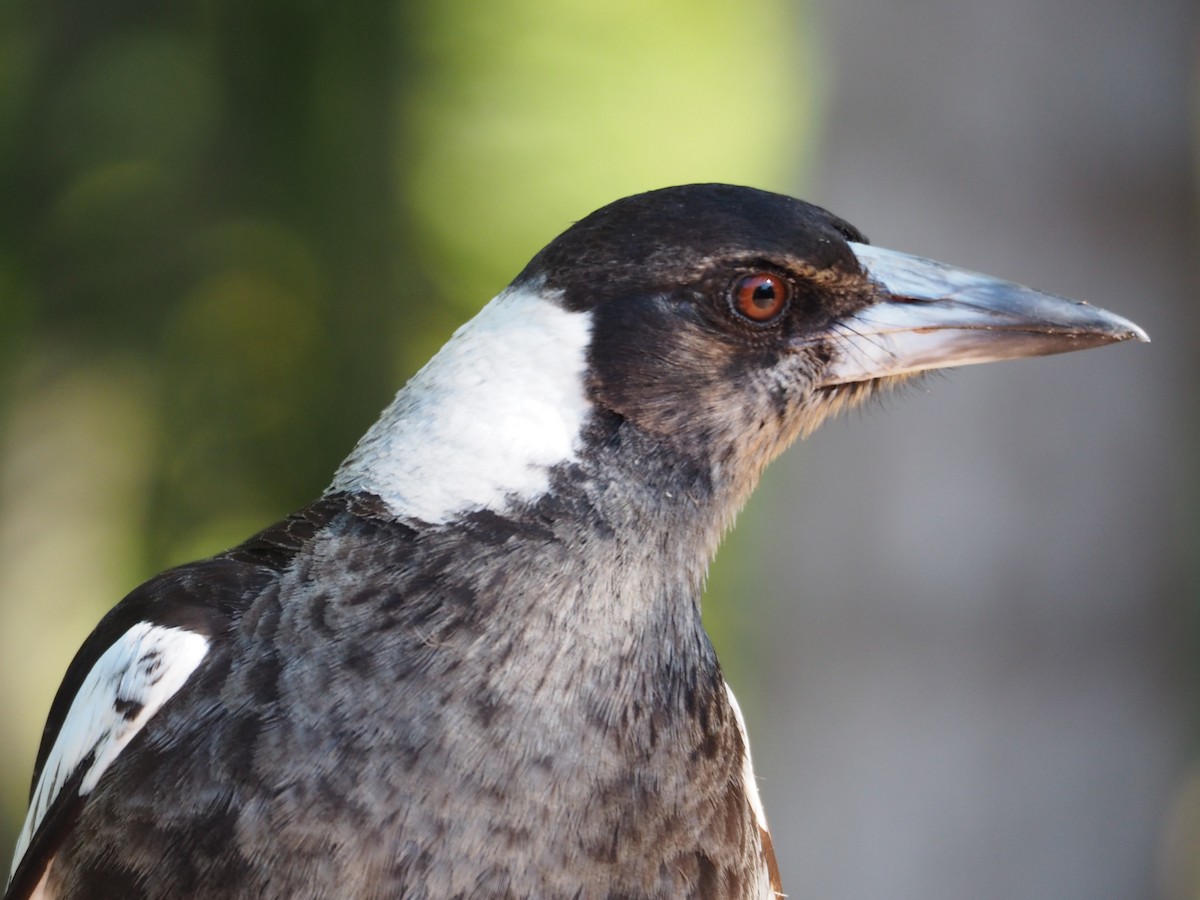 Australian Magpie - Lee Tuxford