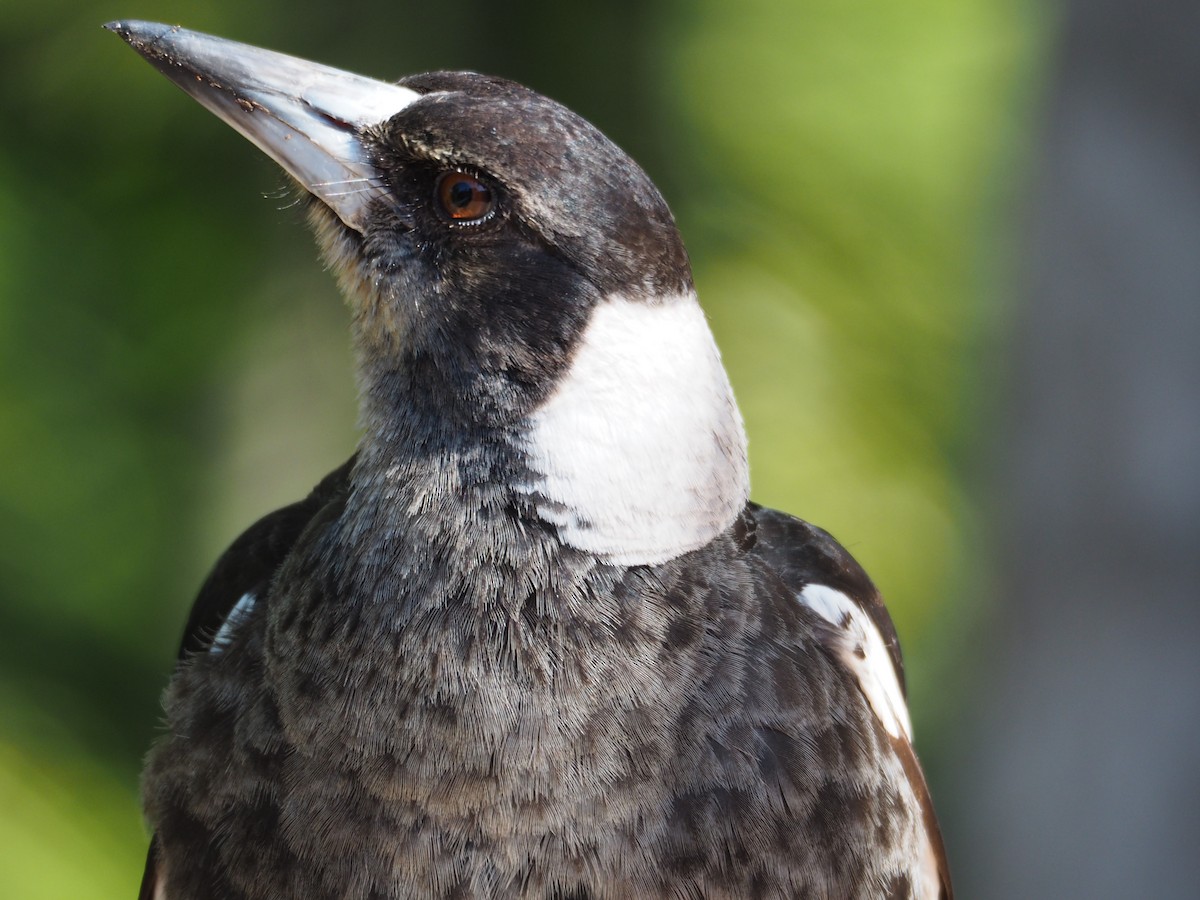 Australian Magpie - ML607689261