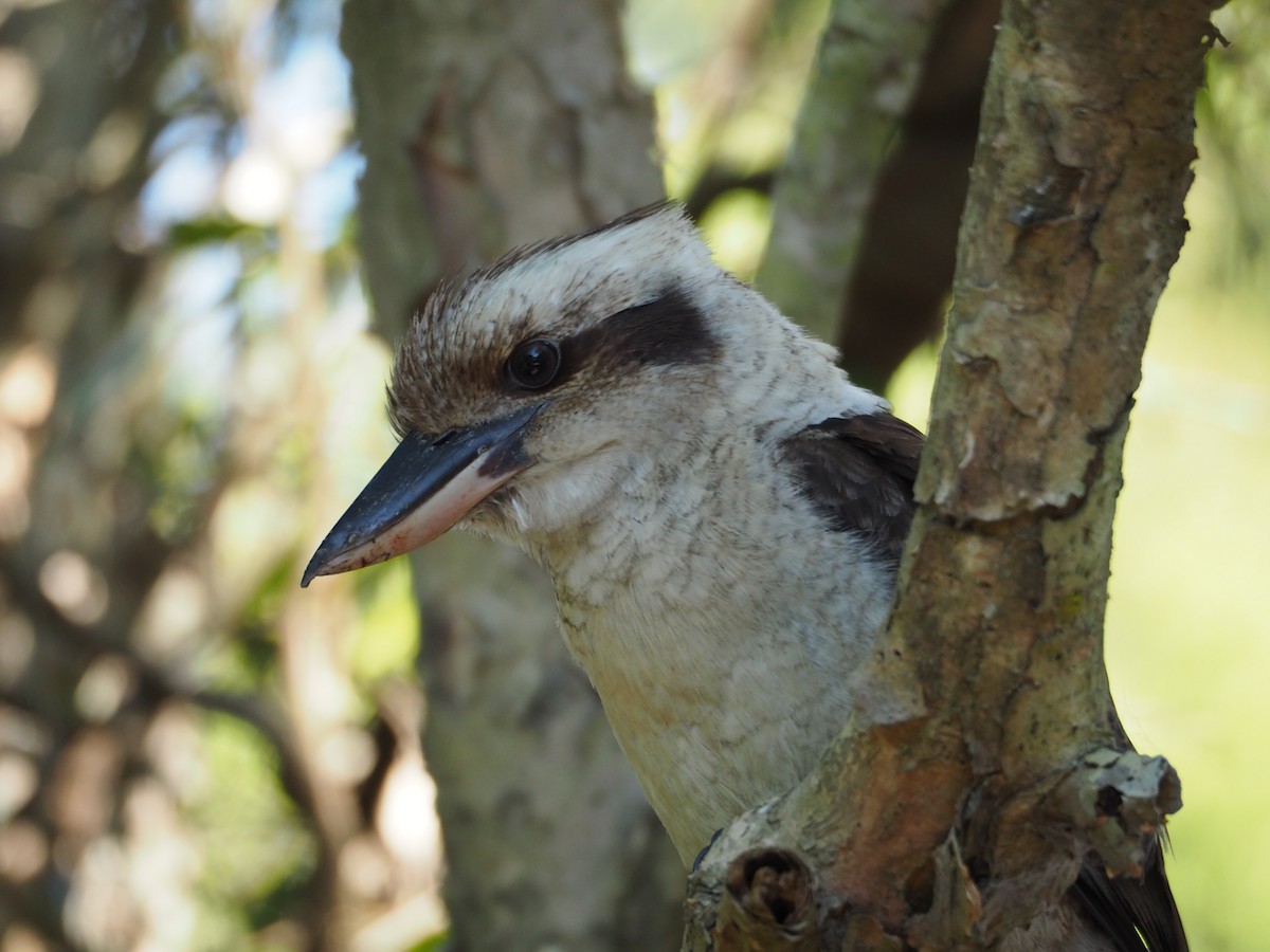 Laughing Kookaburra - ML607689281